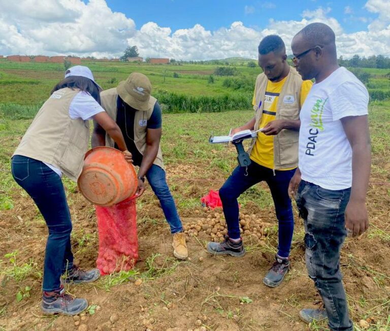 Colheita Bem Sucedida Da Batata Rena Na Fazenda Achitaka Huambo