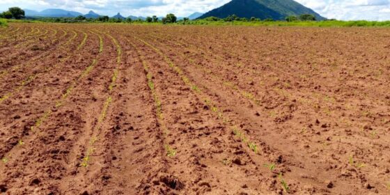 ANGOLA: INVESTIGAÇÃO – EXTENSÃO AGRÁRIA, O LINK QUE SE IMPÕE