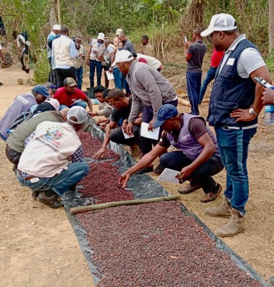 Formação sobre “Processo de Colheita e Pós-colheita do Café” realizada no Golungo Alto, Cuanza Norte